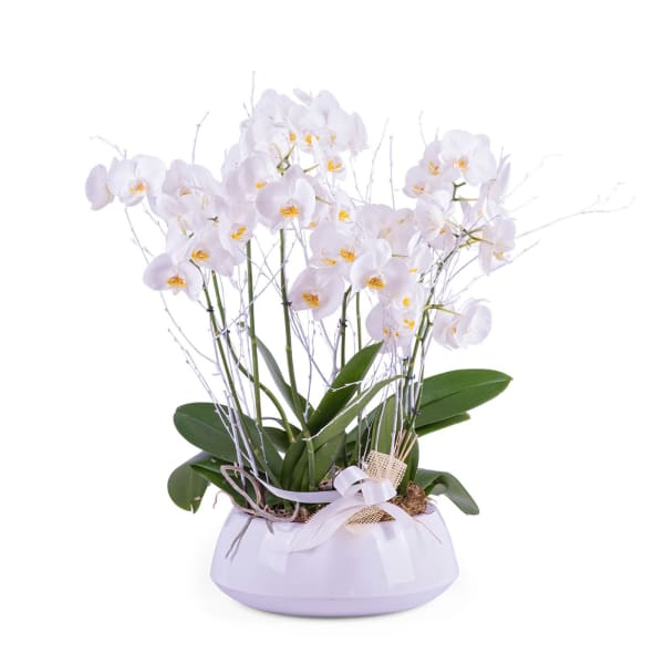 Centrepiece of white Phalaenopsis plants