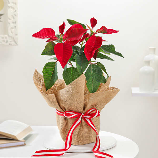 Charming Red Poinsettia And Jute Planter