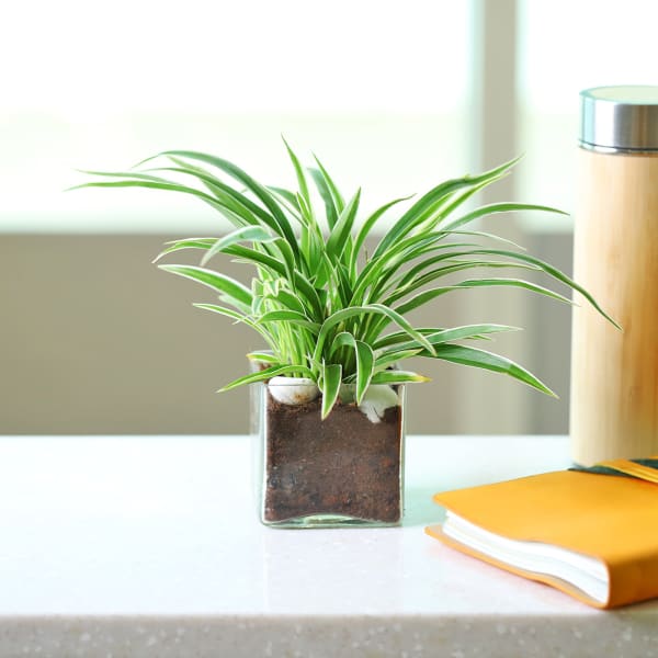 Charming Spider Plant in a Glass Pot