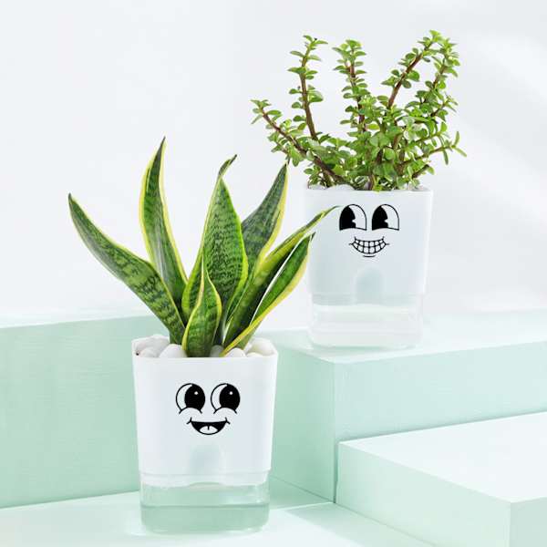 Cheerful Jade And Snake Plant Combo In Smiley Planters