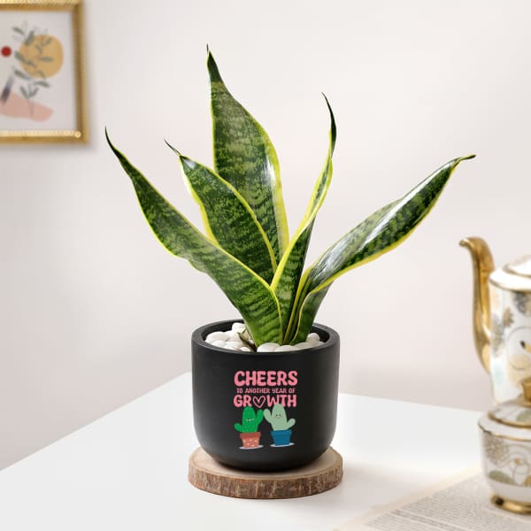 Cheers For Growth - Snake Plant In Black Planter