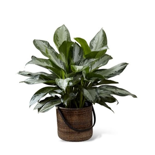 Order Chinese Evergreen Online at Best Price, Free Delivery|IGP Flowers