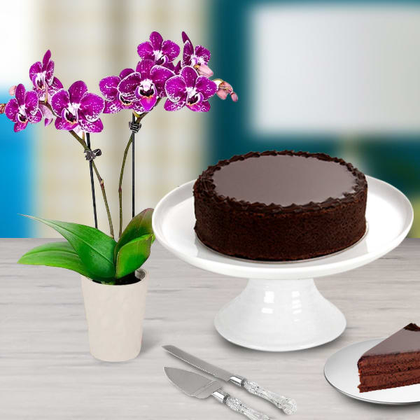 Chocolate Cake & Orchid