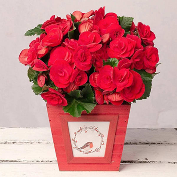 CHRISTMAS BEGONIA