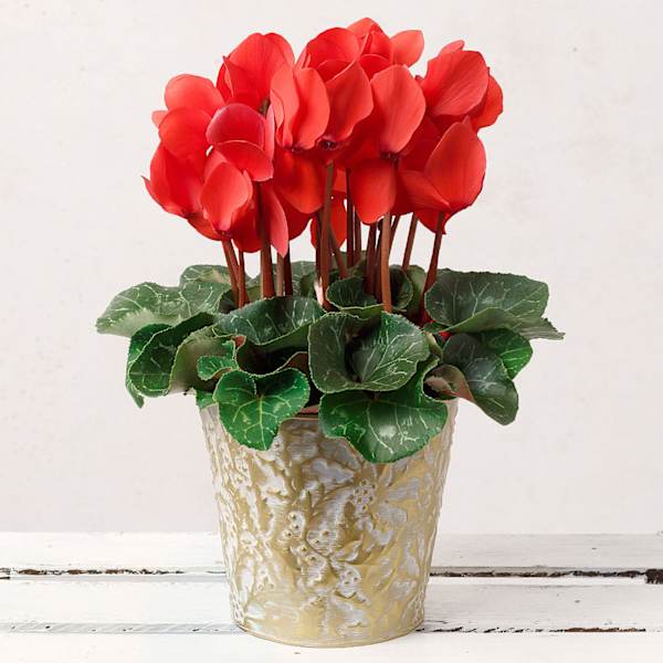 Christmas Cheer Vibrant Red Cyclamen Plant In Zinc Pot