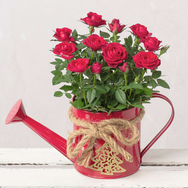 Christmas Red Rose in Watering Can