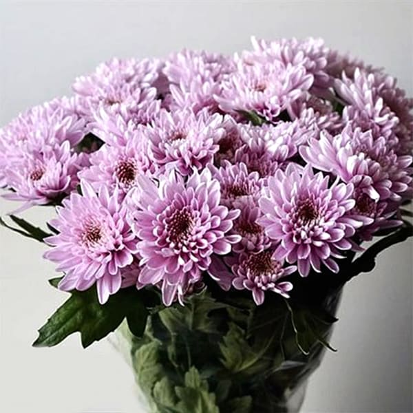Chrysant Spr. Dione (Bunch of 10)
