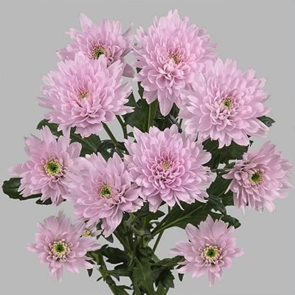 Chrysant Spr. Euro Pink (Bunch of 10)