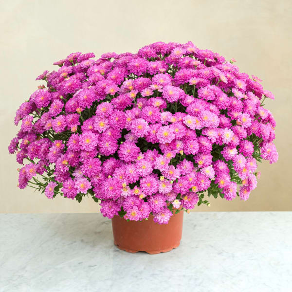 Buy/Send ChrysanthÃ¨me rose Online | IGP | ID1195409