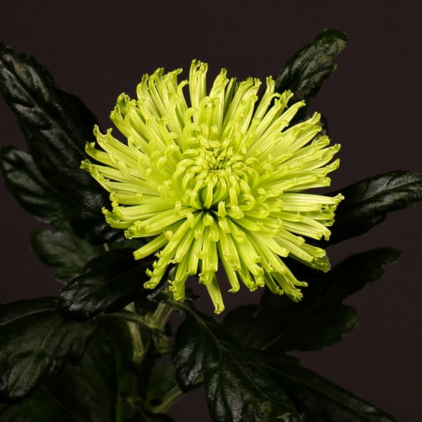 Chrysanthemum Anastasia Dark Lime (Bunch of 10)
