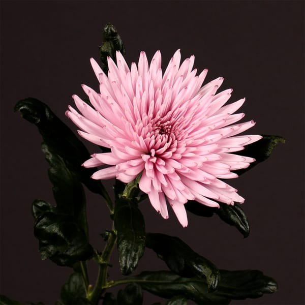 Chrysanthemum Anastasia Pink (Bunch of 10)