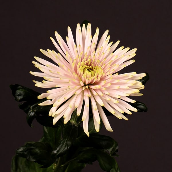 Chrysanthemum Anastasia Star Pink (Bunch of 10)