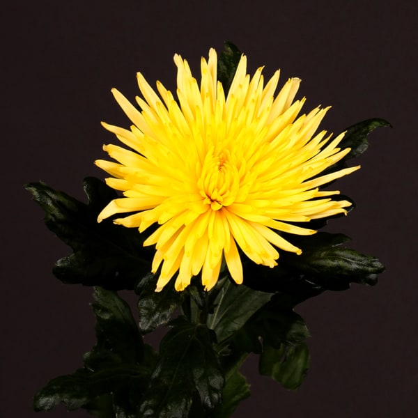 Chrysanthemum Anastasia Sunny Yellow (Bunch of 10)