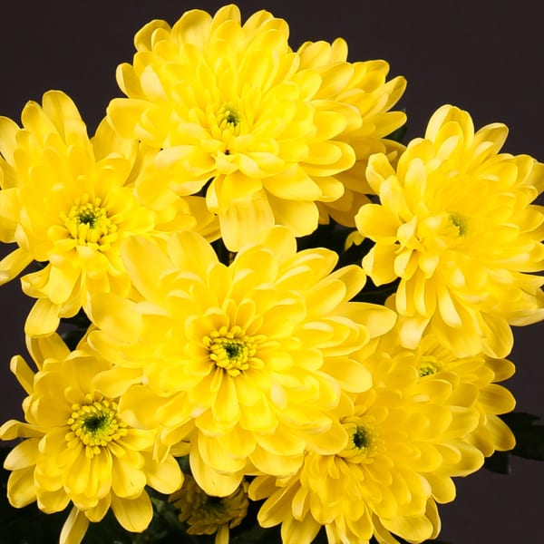 Chrysanthemum Baltica Yellow (Bunch of 10)
