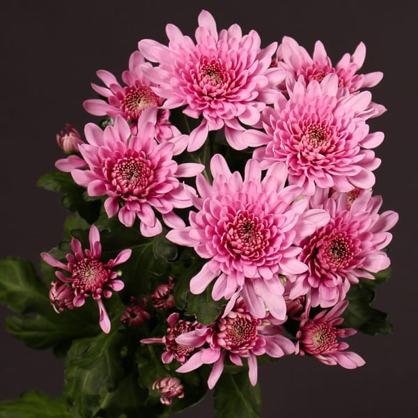 Chrysanthemum Bretagne Pink (Bunch of 10)