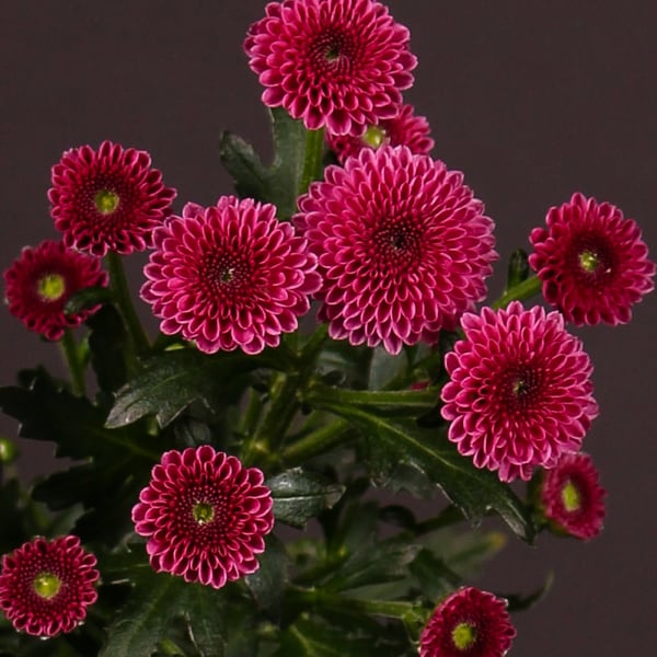 Chrysanthemum Calimero Dark Pink (Bunch of 10)