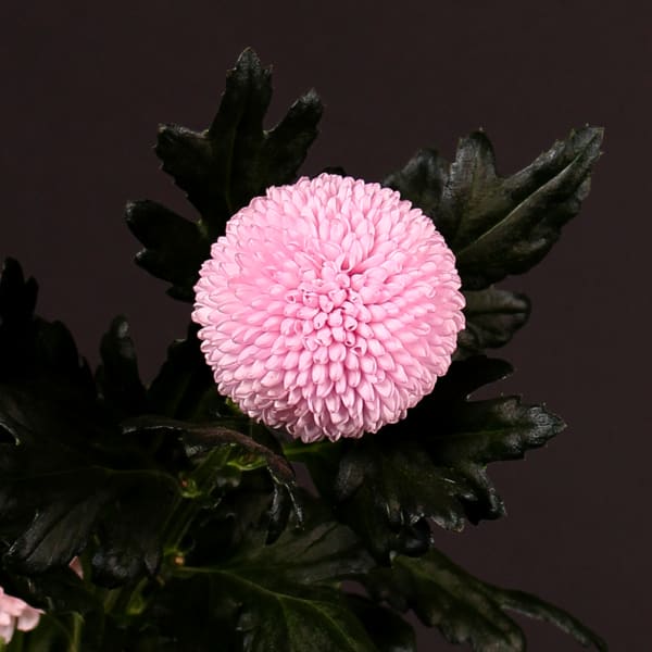 Chrysanthemum Momoko (Bunch of 10)