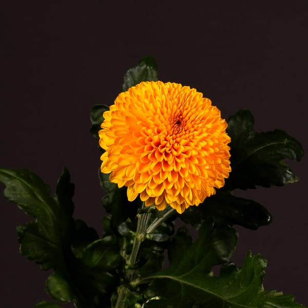 Chrysanthemum Paladov (Bunch of 10)