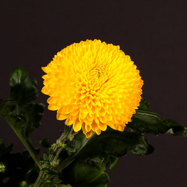 Chrysanthemum Paladov Sunny (Bunch of 10)