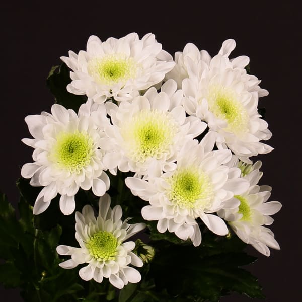 Chrysanthemum Radost (Bunch of 10)