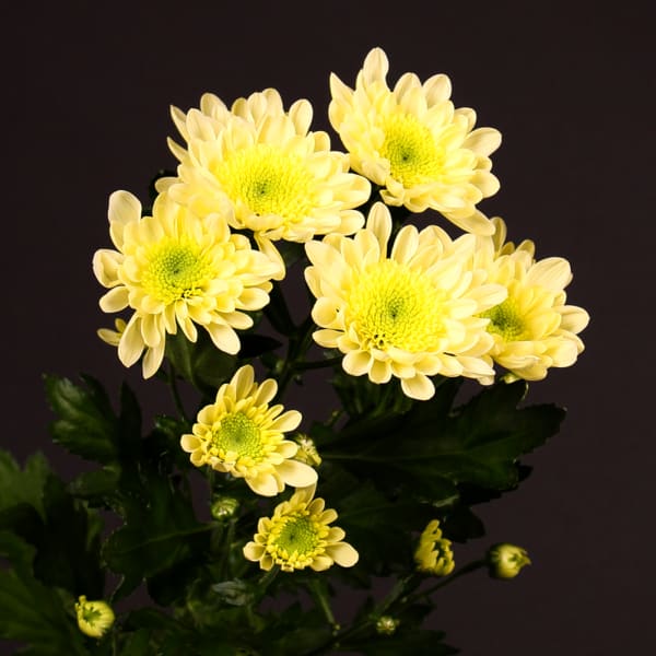 Chrysanthemum Radost Yellow (Bunch of 10)