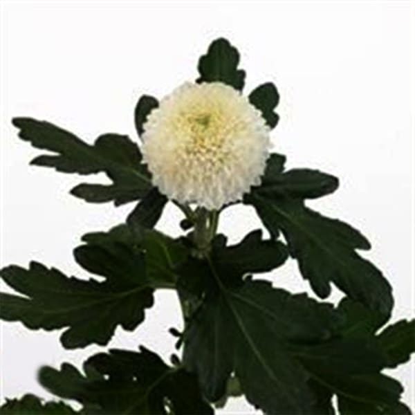 Chrysanthemum Sgl. Boula (Bunch of 10)
