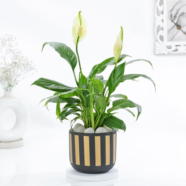 Classic Black And Gold Striped Planter With Peace Lily