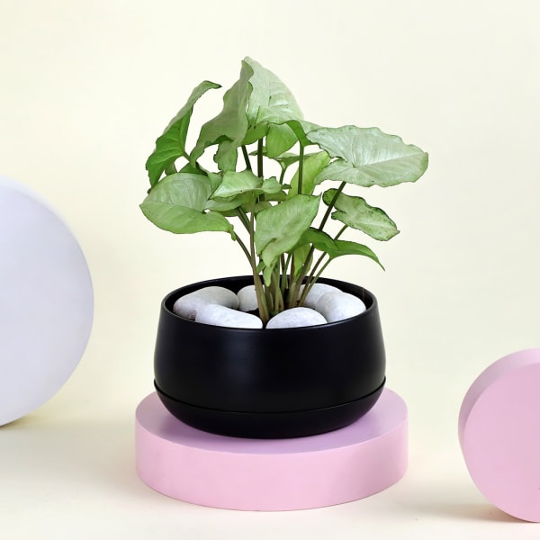Classic Syngonium Plant with Planter