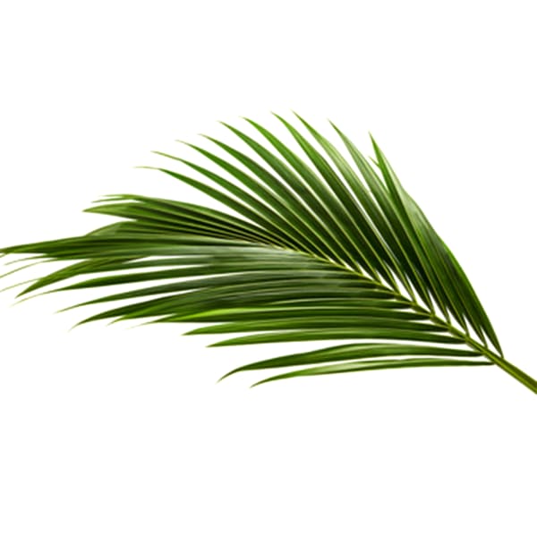 Coconut Leaf (Bunch of 100)