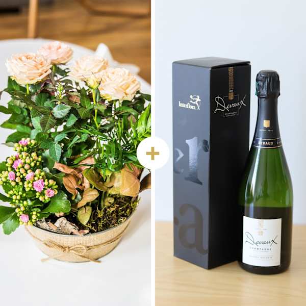 Coin de paradis et champagne - Paradise and champagne