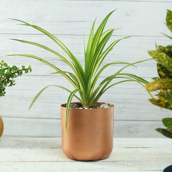 Copper Finish Cylindrical Planter (Without Plant)