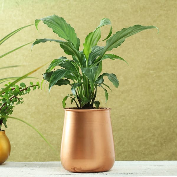 Copper Finish Planter (Without Plant)
