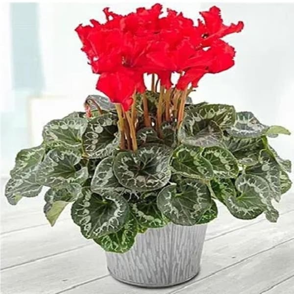 Cyclamen Potted Plant