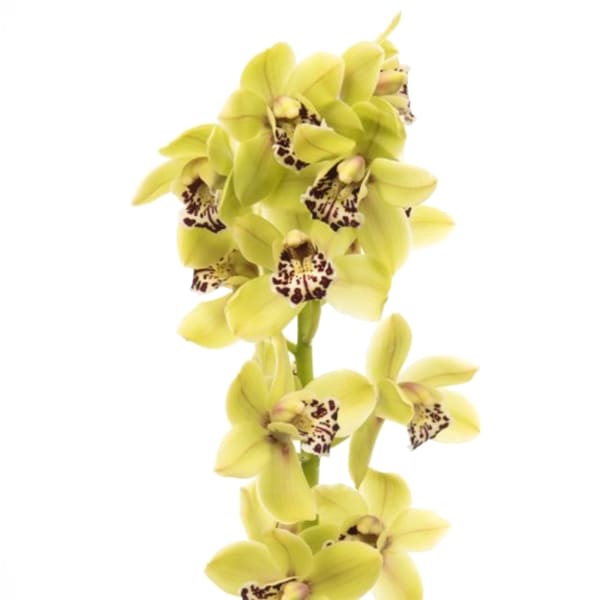 Cymbidiums Orchid Branch Alice Anderson (per Stem)
