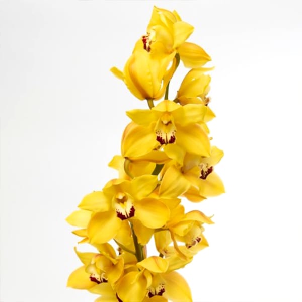 Cymbidiums Orchid Branch Cooksbridge (per Stem)