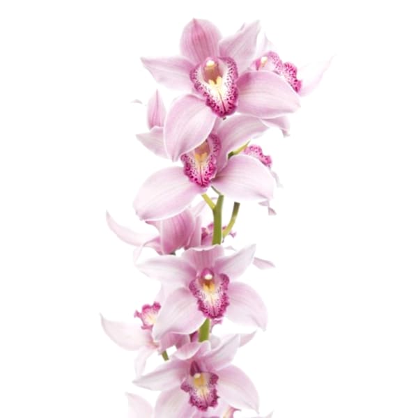 Cymbidiums Orchid Branch Elliot Rogers (per Stem)