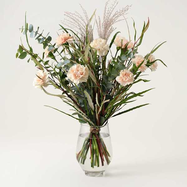 Dreamy Carnation