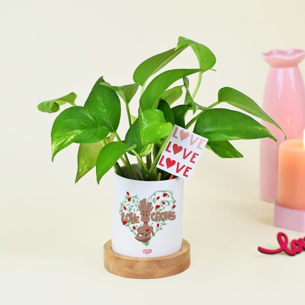 Easy-to-care Money Plant with Personalize Vase