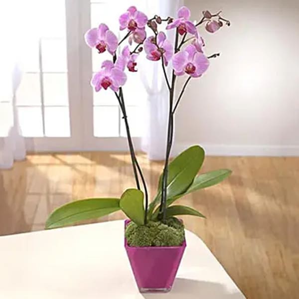 Elegant Beauty Orchids Plant