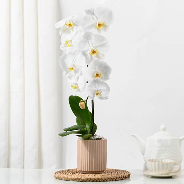 Elegant Orchid In Coffee Planter