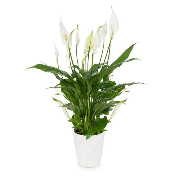 Elegant Peace Lily Plant