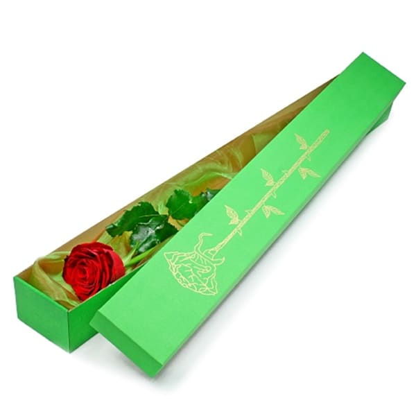 Elegant rose in a box