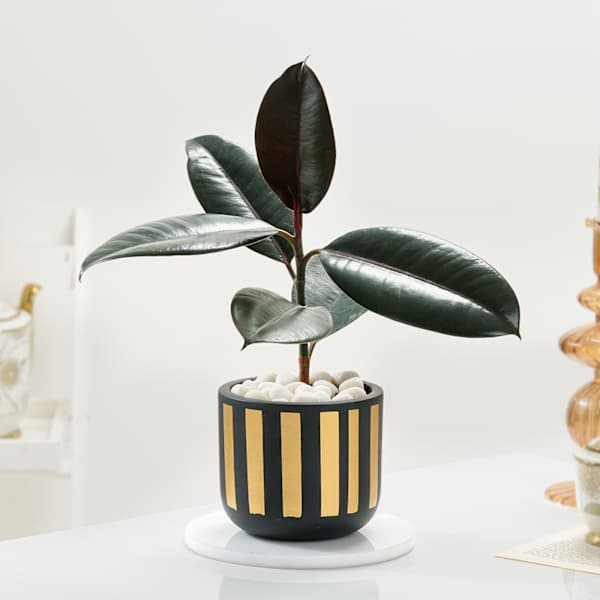 Elegant Rubber Plant And Gold Strip Pot