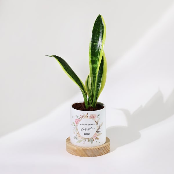 Eternal Evergreen - Snake Plant With Pot - Personalized