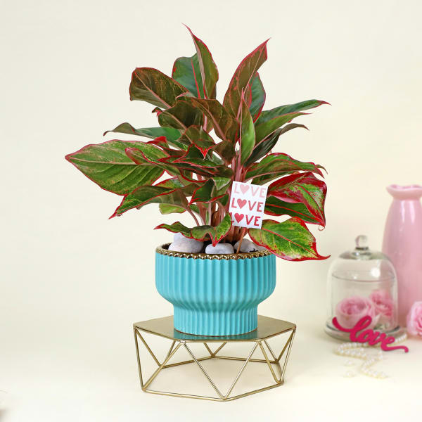 Ever Blooming Aglaonema Plant with Planter
