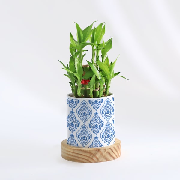 Evergreen - 2 Layer Bamboo Plant With Pot