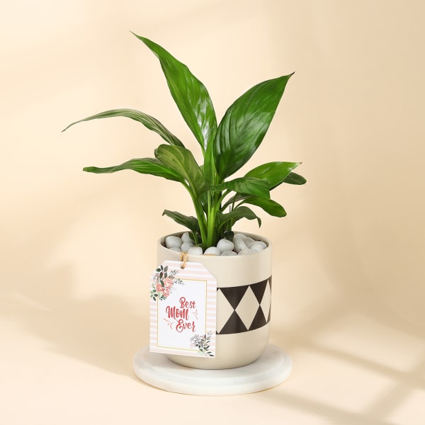 Evergreen Peace Lily Plant In A Designer Diamond Planter for Mom