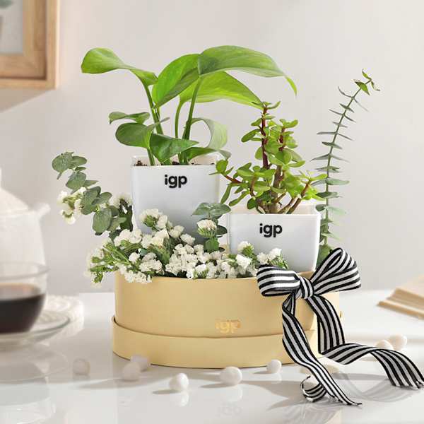 Everlasting Green Plant Combo