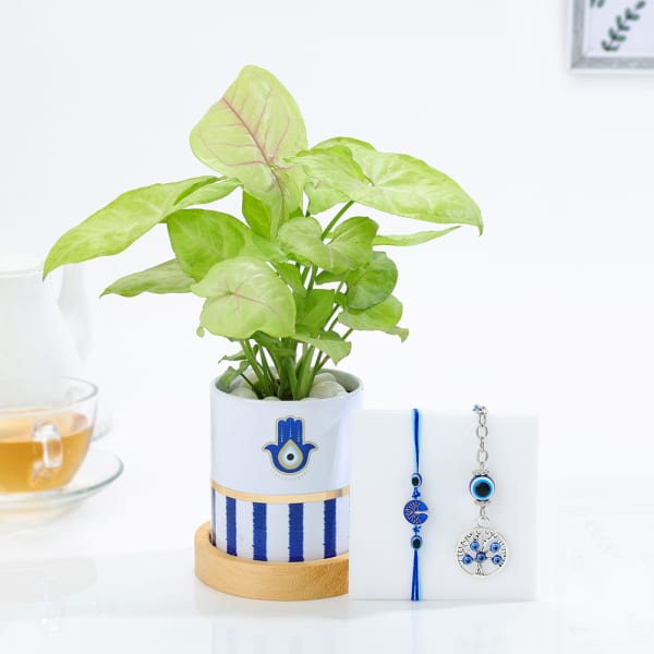 Evil Eye Bhai Bhabi Rakhi And Syngonium Plant Combo