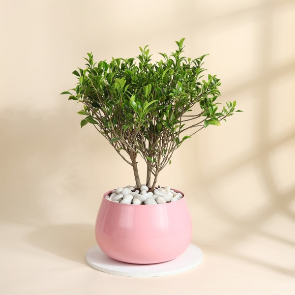 Extraordinary Ficus Benjamina Bonsai With Pink Metal Planter